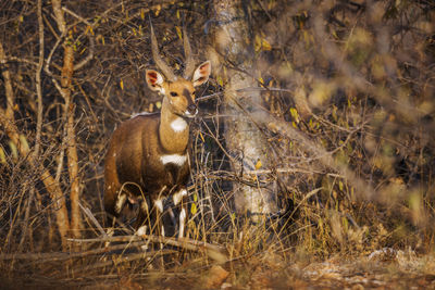 Portrait of lion in forest