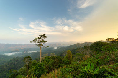 Plants growing on land against sky