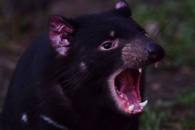 Close-up of a dog