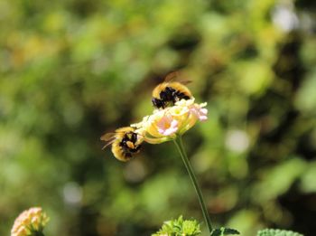 Close-up of bee on yellow flower