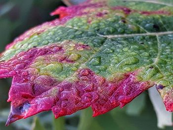 Close-up of leaf on plant