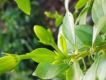 Close-up of fresh green plant