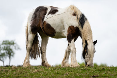 Horse grazing in a field