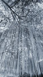 Full frame shot of tree branches in winter