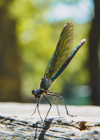 Close-up of grasshopper