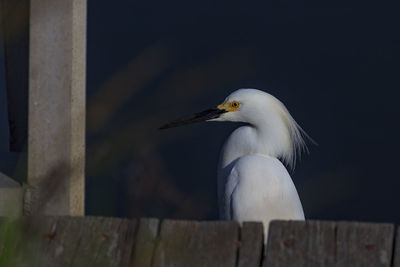 Close-up of bird perching on wood