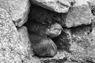 Close-up of lizard on rock