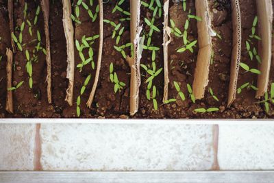 Close-up of fresh plants growing in farm