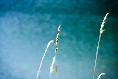 Close-up of water against blurred background