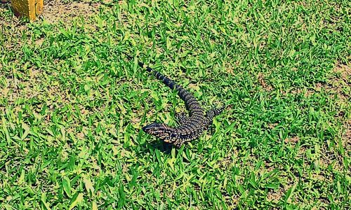 Plants on grassy field