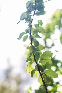 Low angle view of leaves on tree