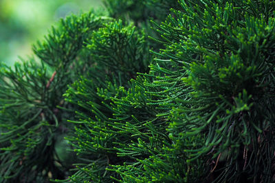 Close up of the pine leaves 