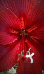 Close-up of red flower