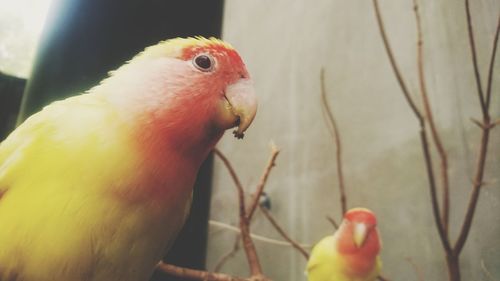 Close-up of parrot perching in cage