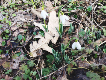 High angle view of mushrooms growing on field