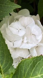 Close-up of white flowering plant