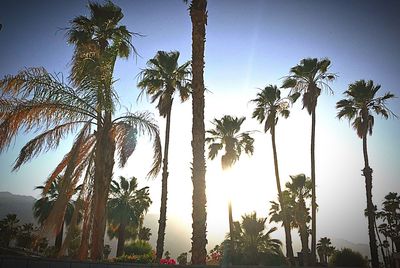 Low angle view of palm trees against sky