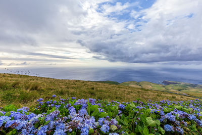 Scenic view of flowering plants on land against sky