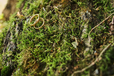 Close-up of moss growing on field