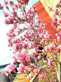 Pink flowers blooming on tree