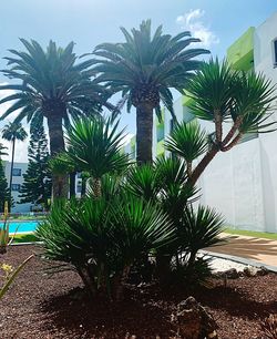 Palm trees against sky in city