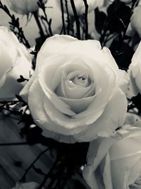 Close-up of rose blooming outdoors