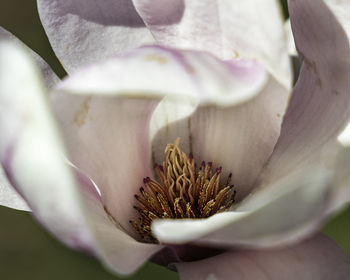 Close-up of white rose flower