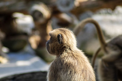 Close-up of monkey looking away