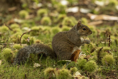 Squirrel on field