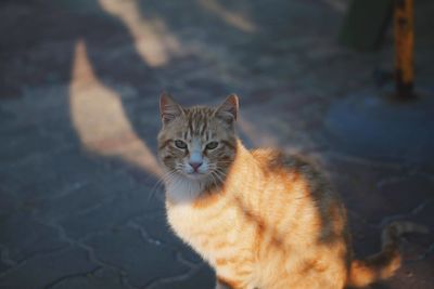 Portrait of tabby cat