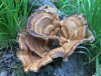 High angle view of mushroom on field