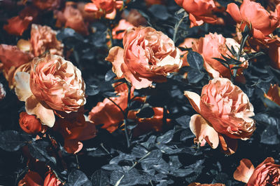 Close-up of orange roses