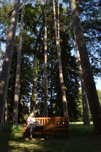 View of trees in park