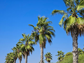 Low angle view of palm tree against clear blue sky