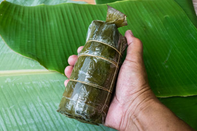 Close-up of hand holding leaves