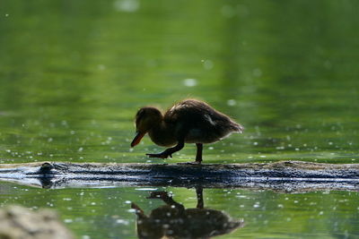 Duckling by the water