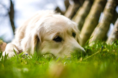 Close-up of dog on field