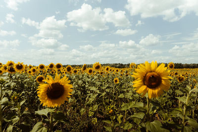 Close-up of yellow flowering plants on field against sky