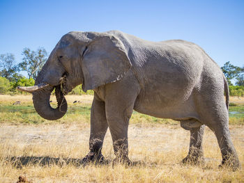 Side view of elephant standing on field against clear sky