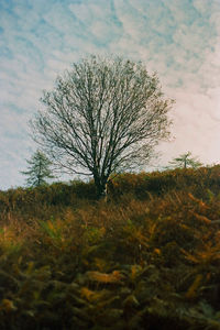 Bare tree on field against sky