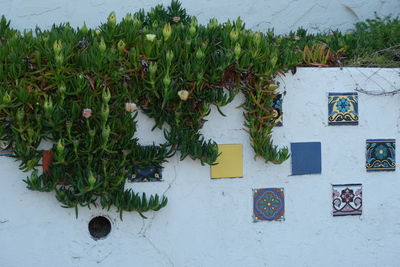 High angle view of plants against wall