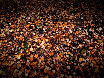 Full frame shot of autumn leaves on ground