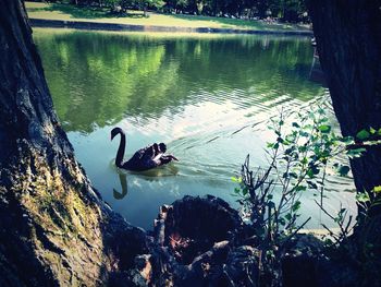 High angle view of ducks swimming on lake