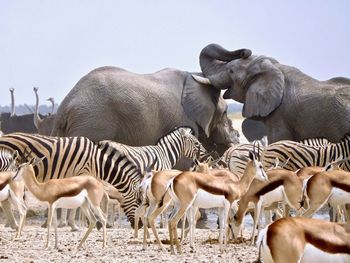 Safari animals on land against clear sky