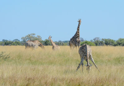 Zebras on field against sky