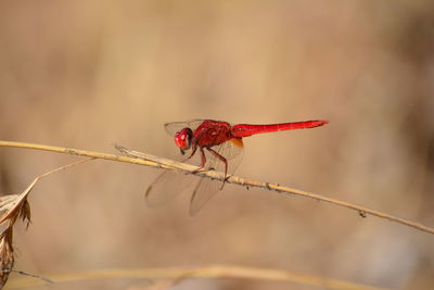 Close-up of insect on red leaf