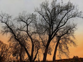 Low angle view of silhouette bare tree against sky during sunset