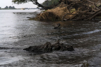 View of ducks swimming in lake