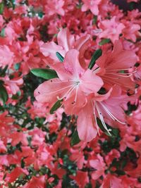 Close-up of pink flowers blooming outdoors