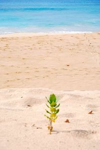 Plants growing on beach